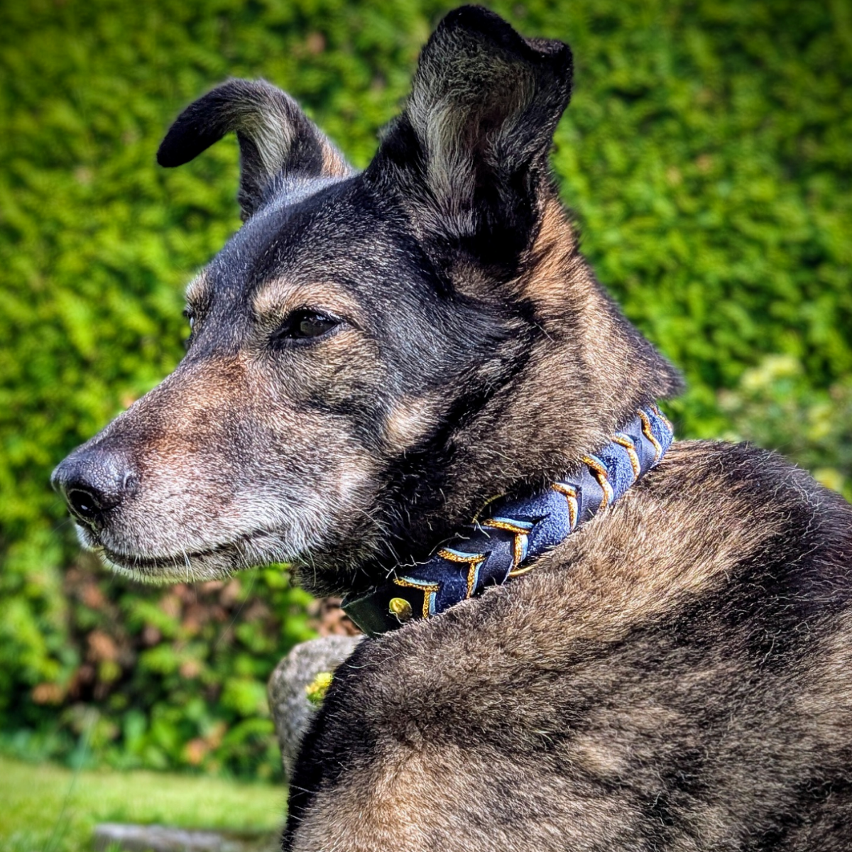 Fettleder Hundehalsband "Delux"