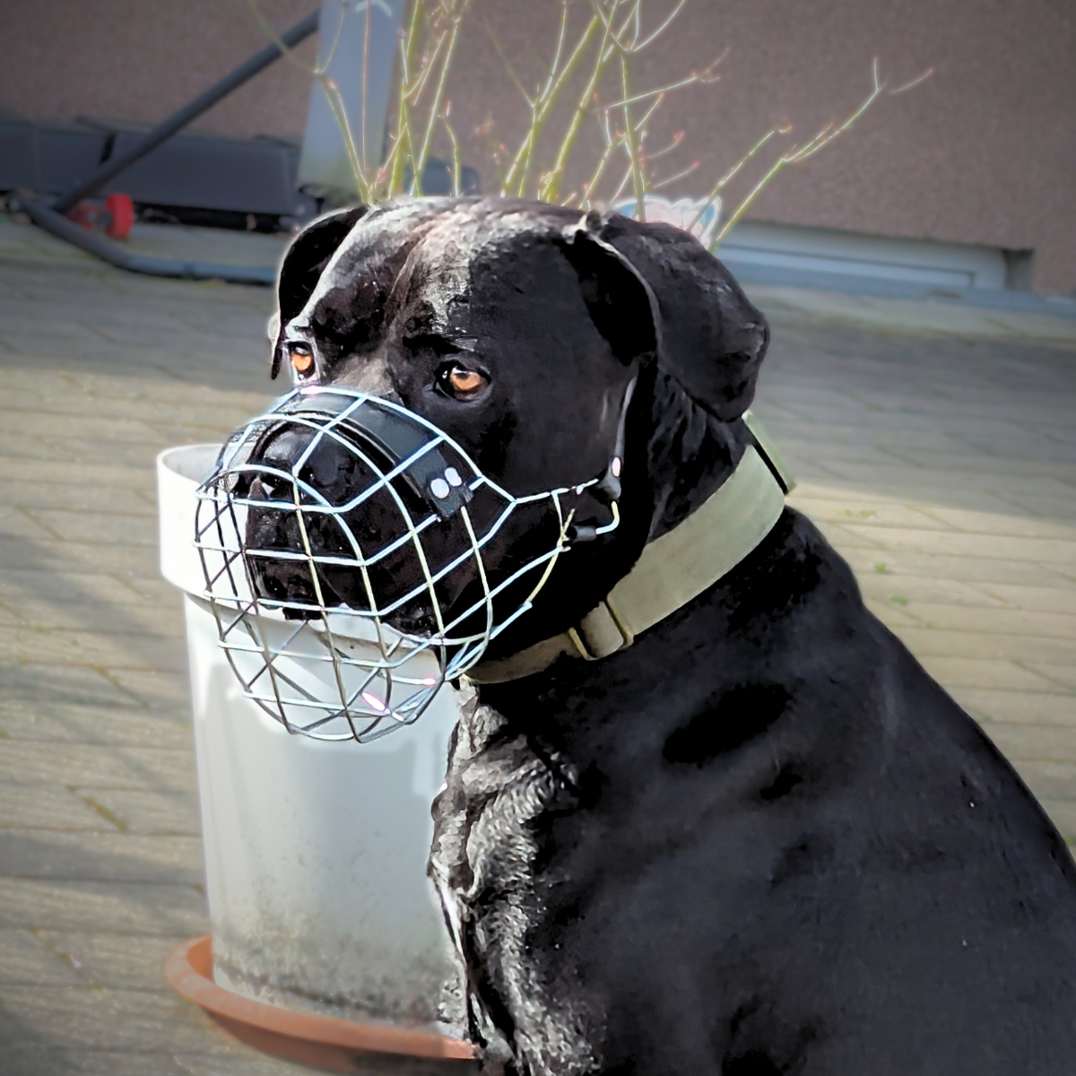 Maulkorb - Anpassungstermin