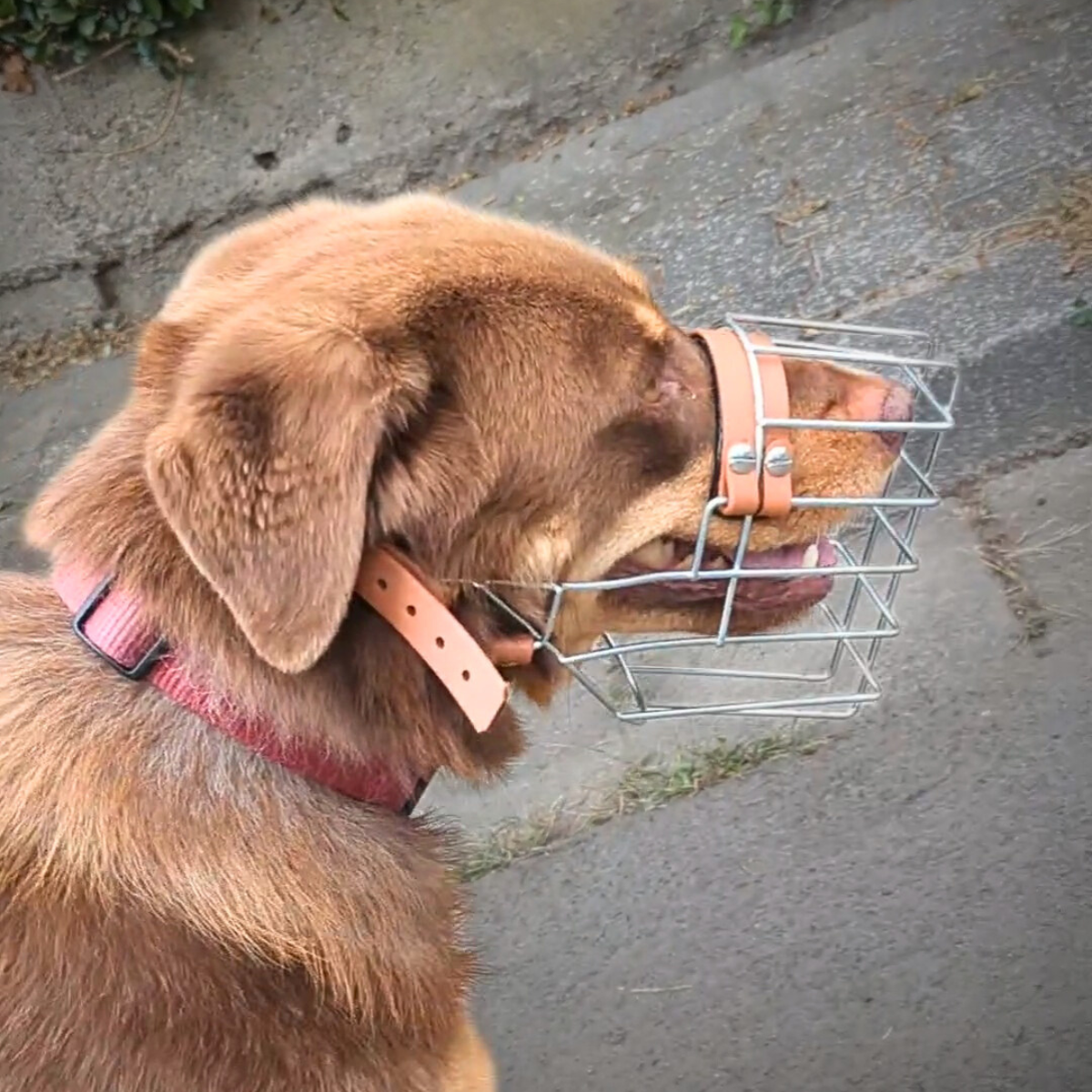Unimon Maulkörbe "Australian Sheperd"