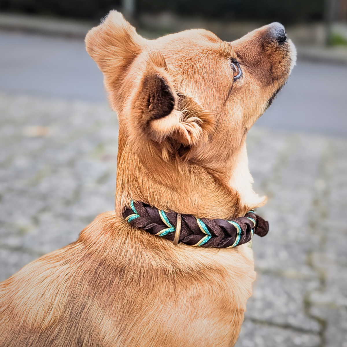 Fettleder Hundehalsband "Delux"