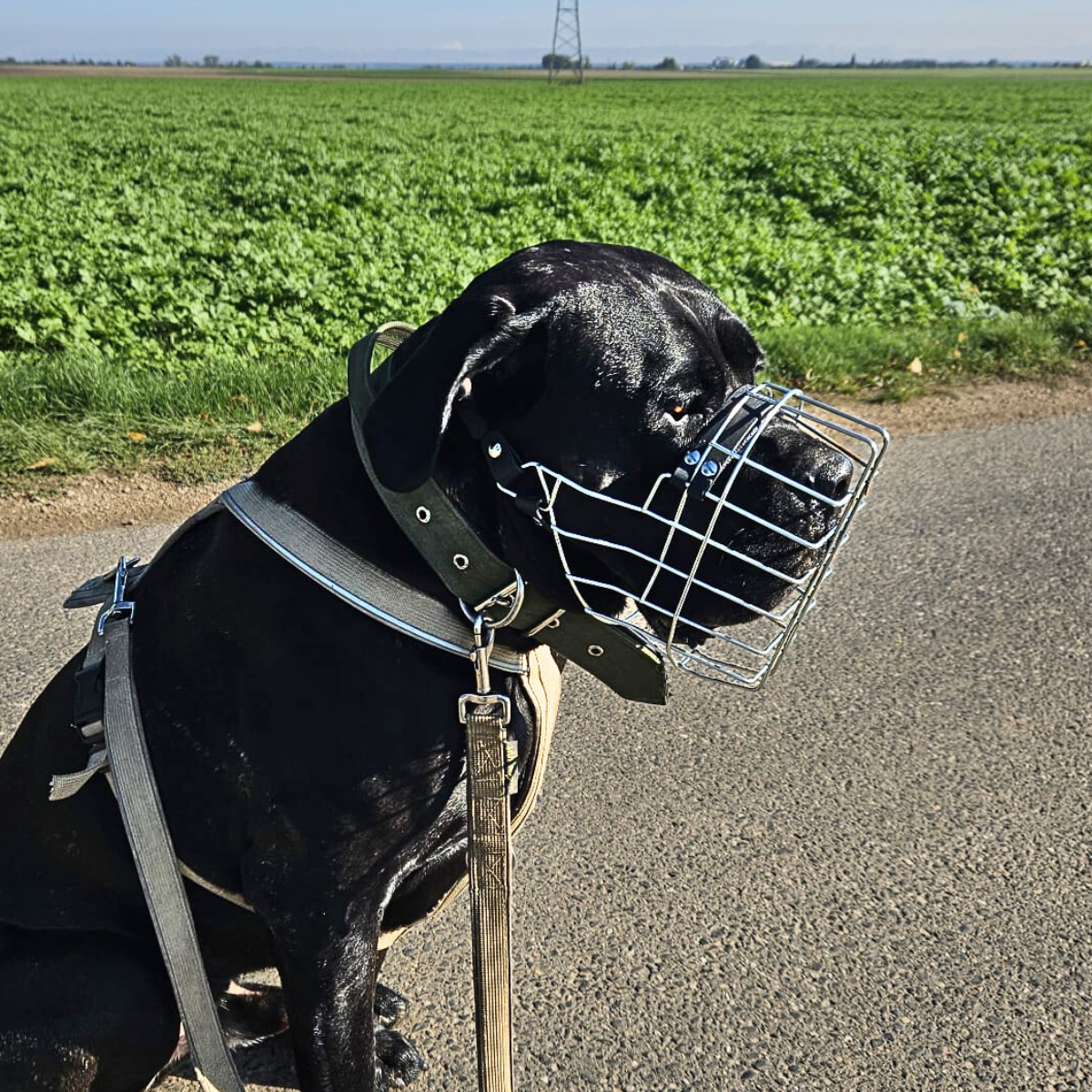 Unimon Maulkörbe "American Bully XL"