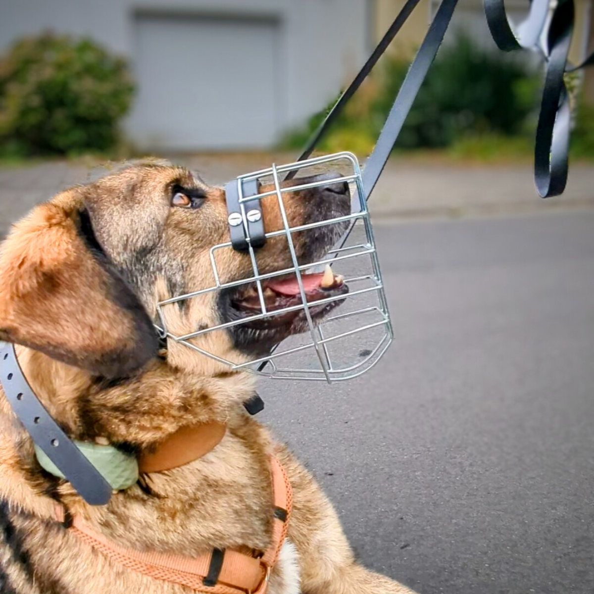 Unimon Maulkörbe "Malinois"