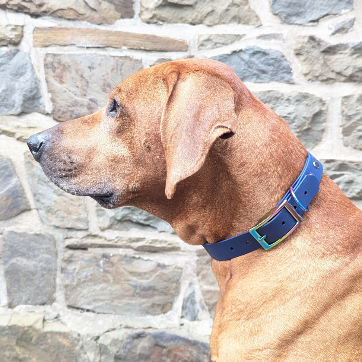 Biothane Hundehalsband "L"