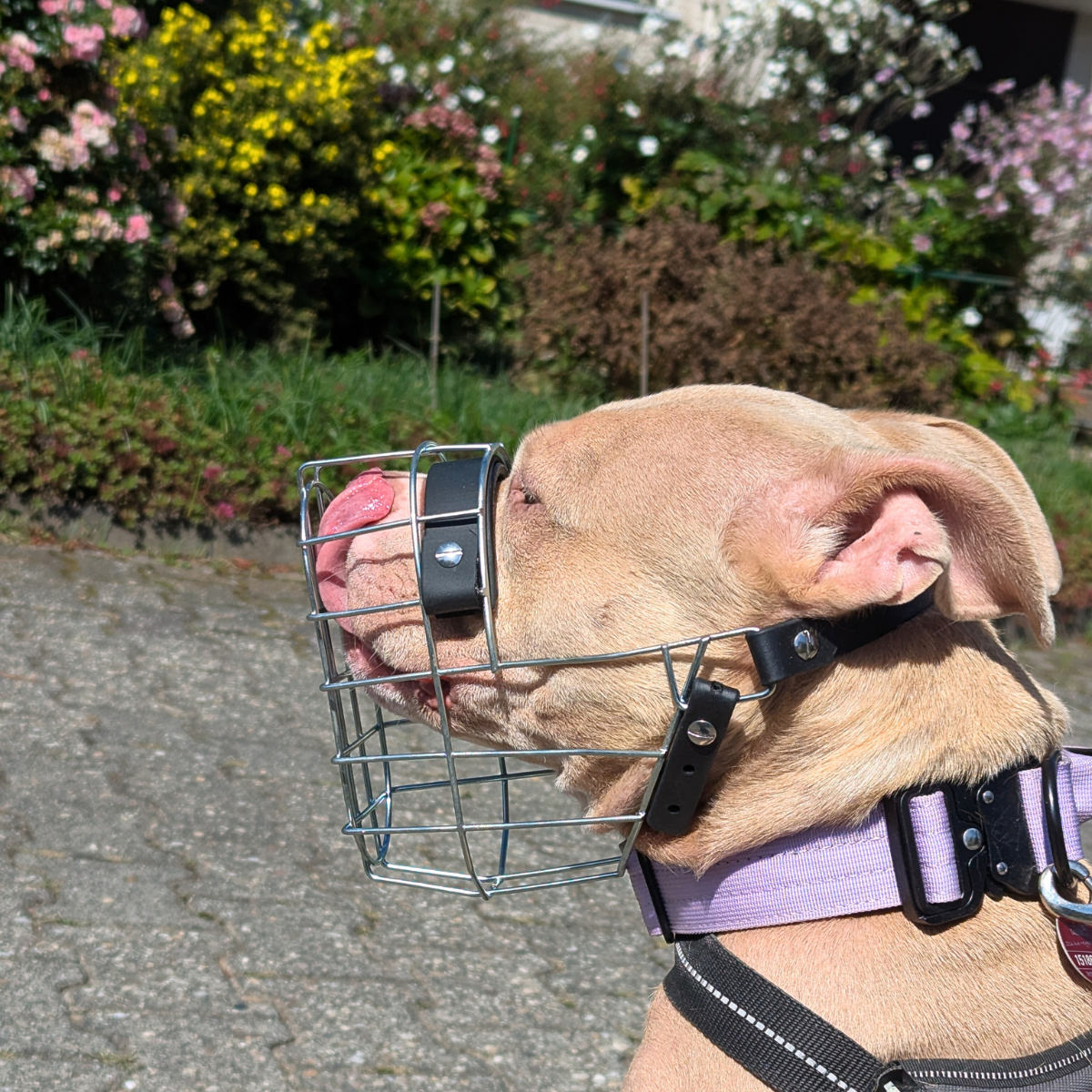 MF Staffy Maulkörbe